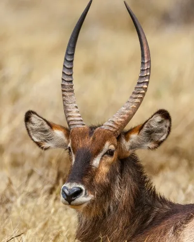 Botswana Summer season