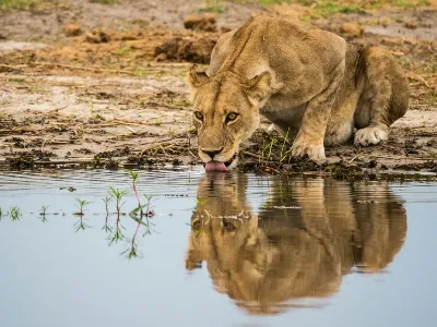 Botswana lion at watering hole - landscape