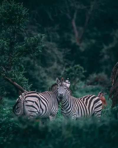 Botswana zebra safari