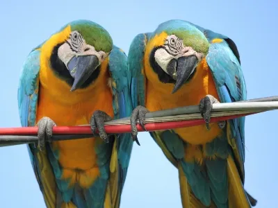 Brazil birds land_converted