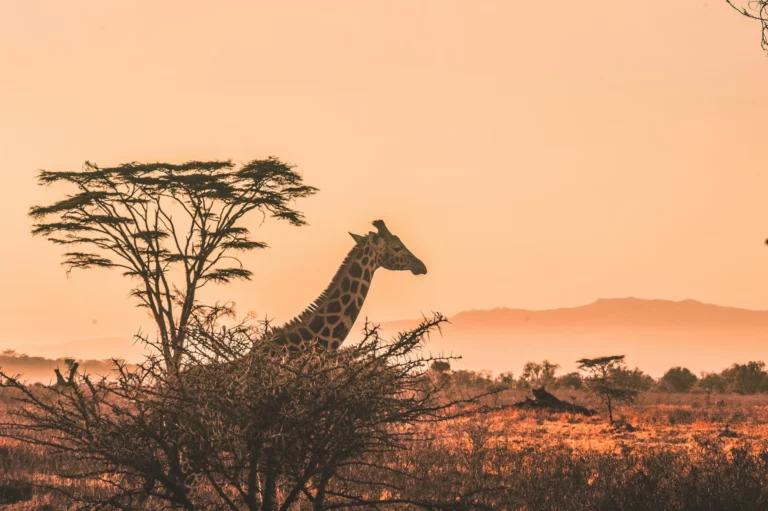 Explore Africa