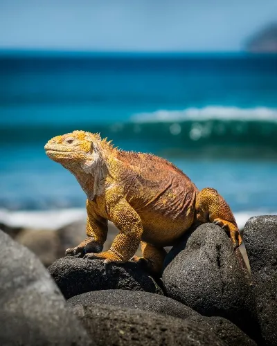 Galapagos Islands on rocks port_converted