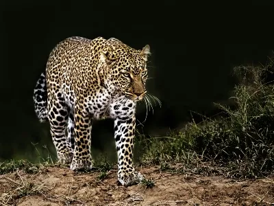 Kenya Leaopard at den - Land_converted