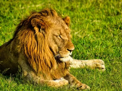 Kenya Male Lion - Land_converted