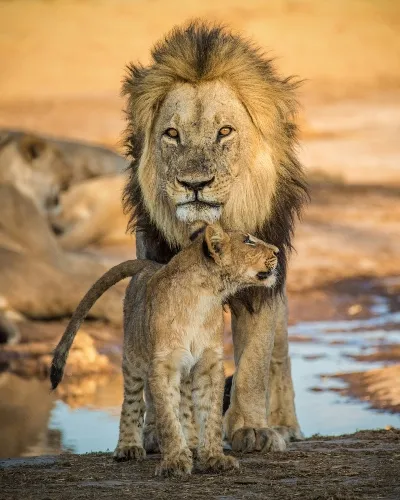 Lion Portrait