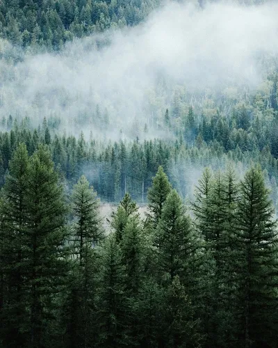 Montana forest