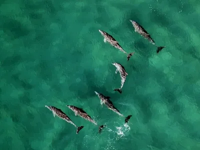 Mozambique dolphins