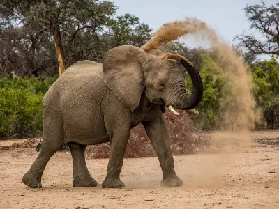 Namibia Elephant