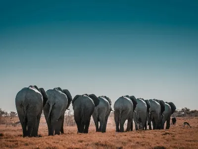 Namibia elephant herd