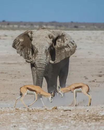 Namibia elephant safari