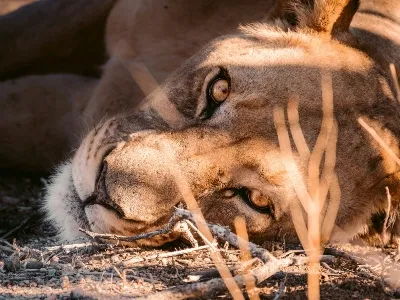 Namibia lion
