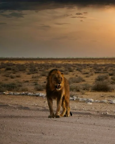 Namibia male lion safari
