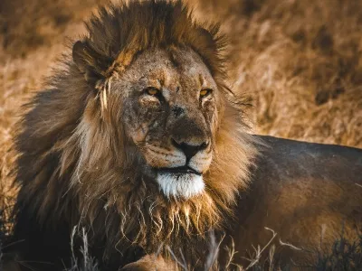 Namibia safari lion