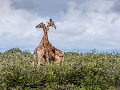 Namibia travel on safari