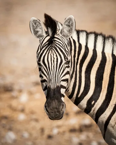 Namibia zebra