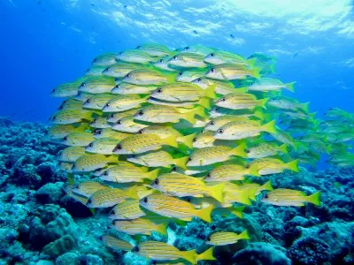 Palau fish