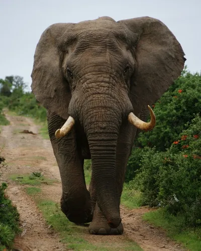 South Africa big five