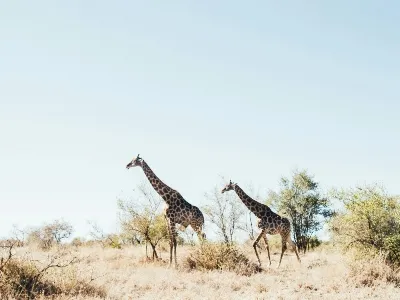 South Africa summer safari