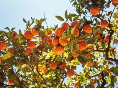 Spain fruits
