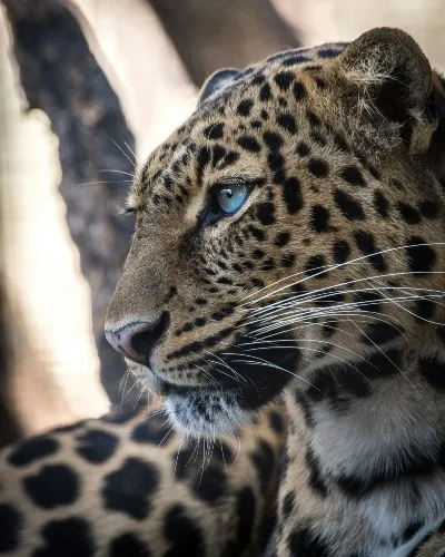 Sri Lanka leopard port_converted