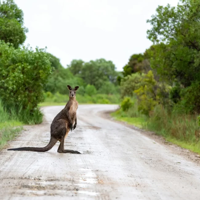 Traveling to Australasia