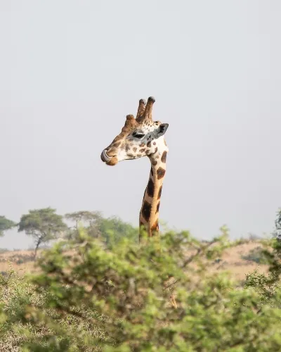 Uganda African safari port_converted