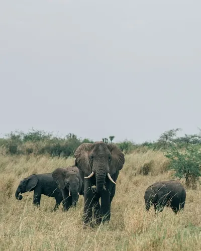 Uganda elephants