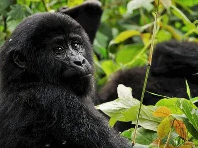 Uganda gorilla family