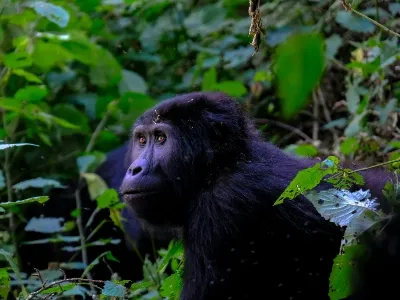 Uganda gorilla safari