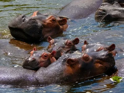 Uganda hippos