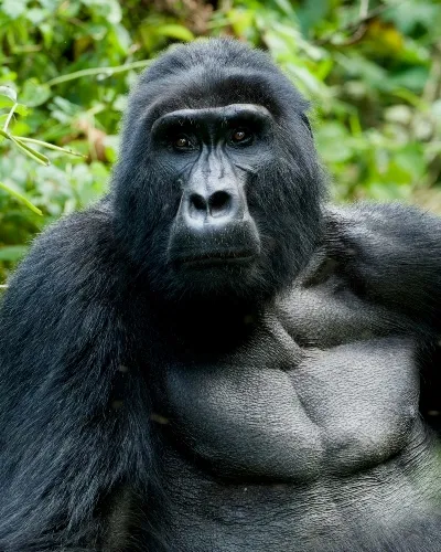 Uganda male gorila