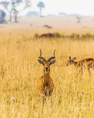 Uganda safari