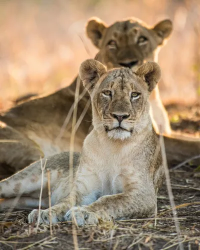 Zambia Lions