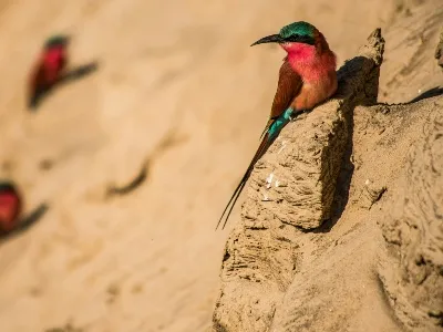 Zambia birding