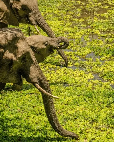 Zambia elephant in water