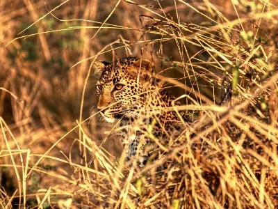 Zambia leopard in bush