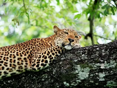 Zambia leopard