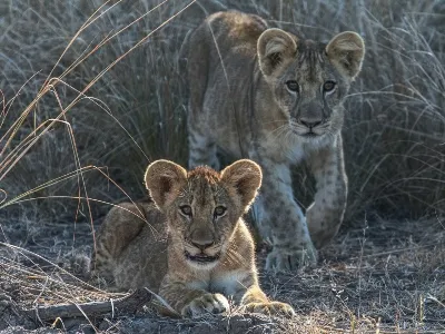 Zambia lion cubs