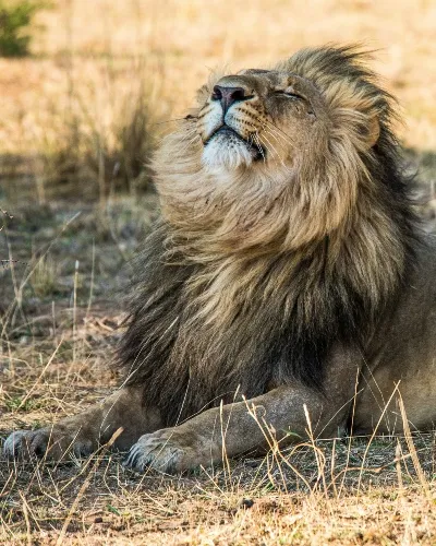 Zambia male lion safari