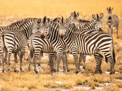 Zambia zebra safari