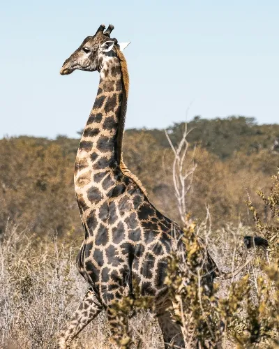 Zimbabwe african safari