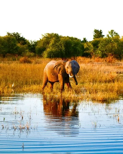 Zimbabwe elephant in water