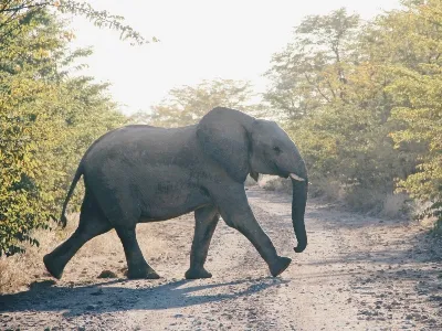 Zimbabwe elephant walking