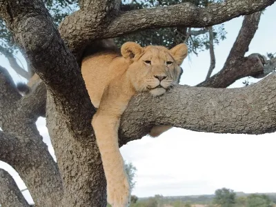 Zimbabwe lion in tree