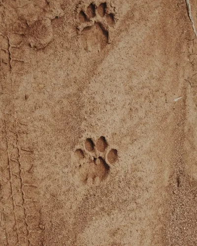 Zimbabwe tracks in sand