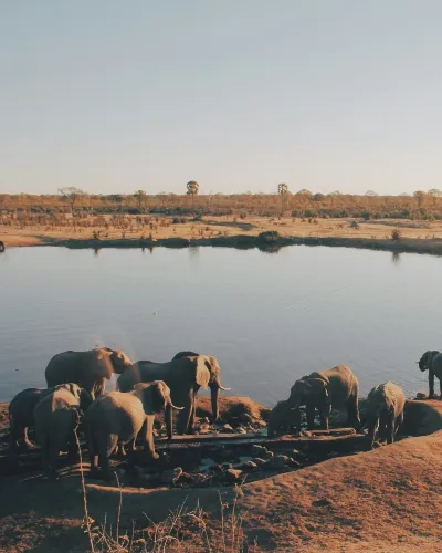 Zimbabwe watering hole