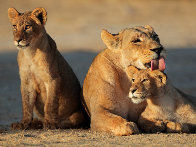 African lion with her cubs