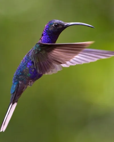 Bird life on Panama