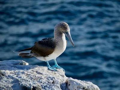 Bird life on the island-the Galapagos Islands