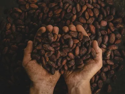 Coffee beans in Colombia